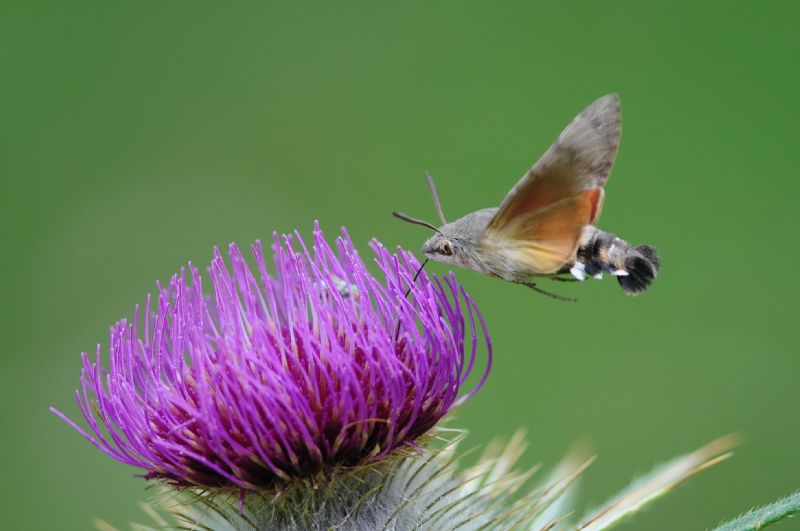 Macroglossum stellatarum